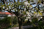 Gasthaus Lehndorf - Frühling